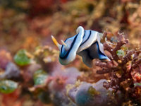 Batangas Channel [ 8 images ]